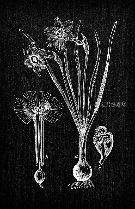 植物学植物仿古雕刻插画:Narcissus poeticus(诗人的水仙花，诗人的水仙花，nargis，雉鸡的眼睛，finderflower或pinkster lily)